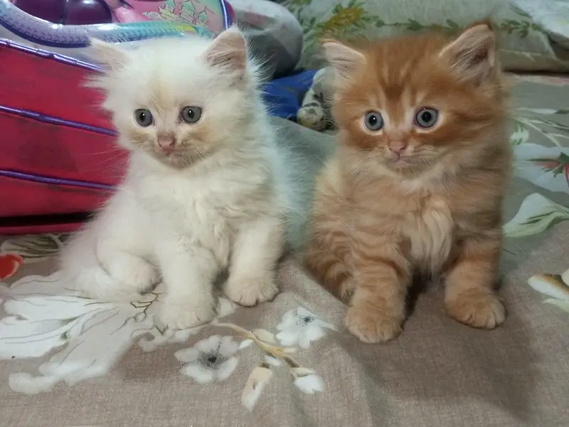 Cute Triple Coated Persian Cat — photo 4