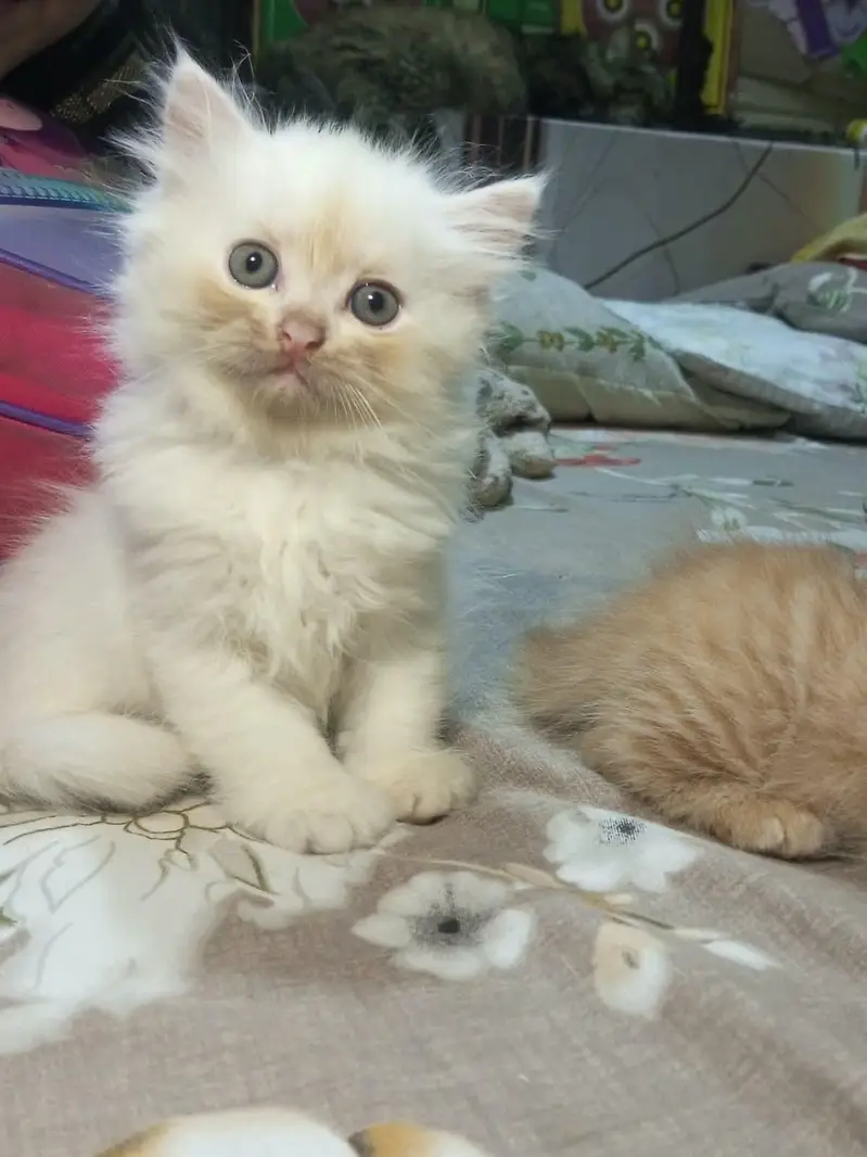 Cute Triple Coated Persian Cat — photo 5