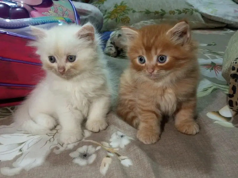 Cute Triple Coated Persian Cat — photo 6