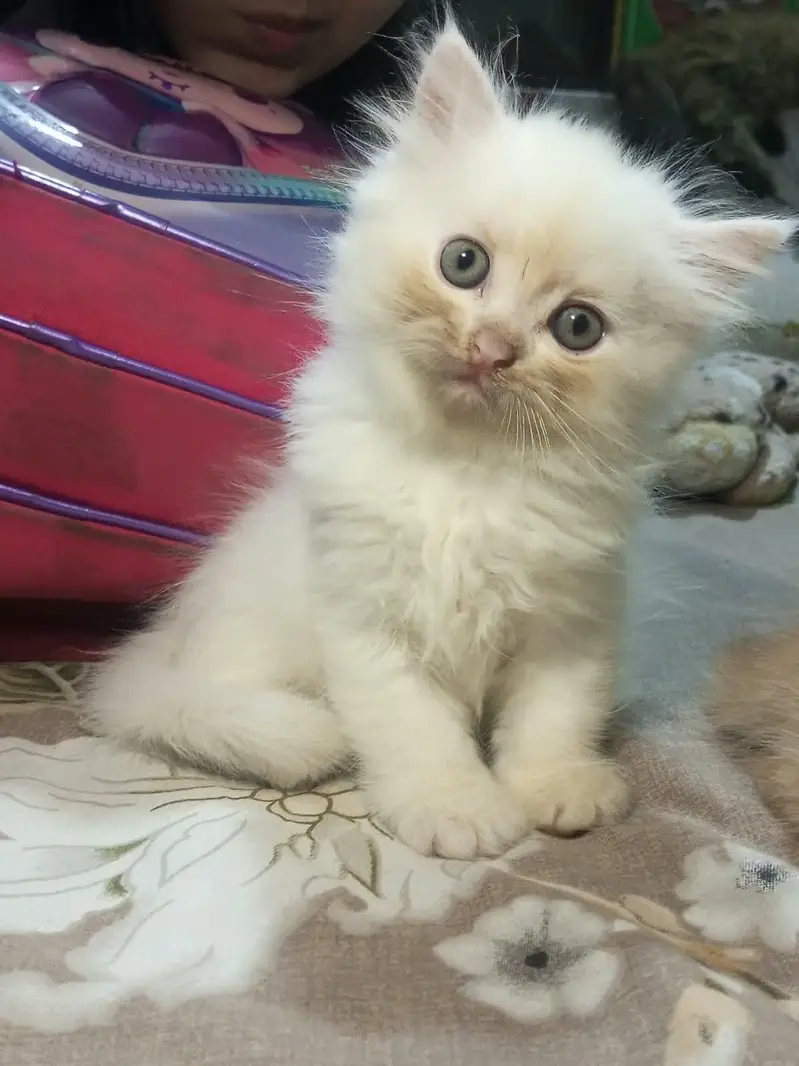 Cute Triple Coated Persian Cat — photo 7