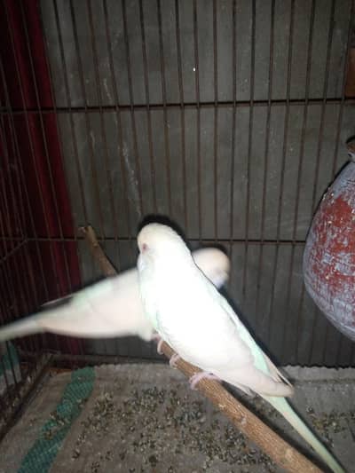 king size red eye budgies breeder pair for sale.