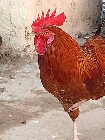 Golden murga for sale