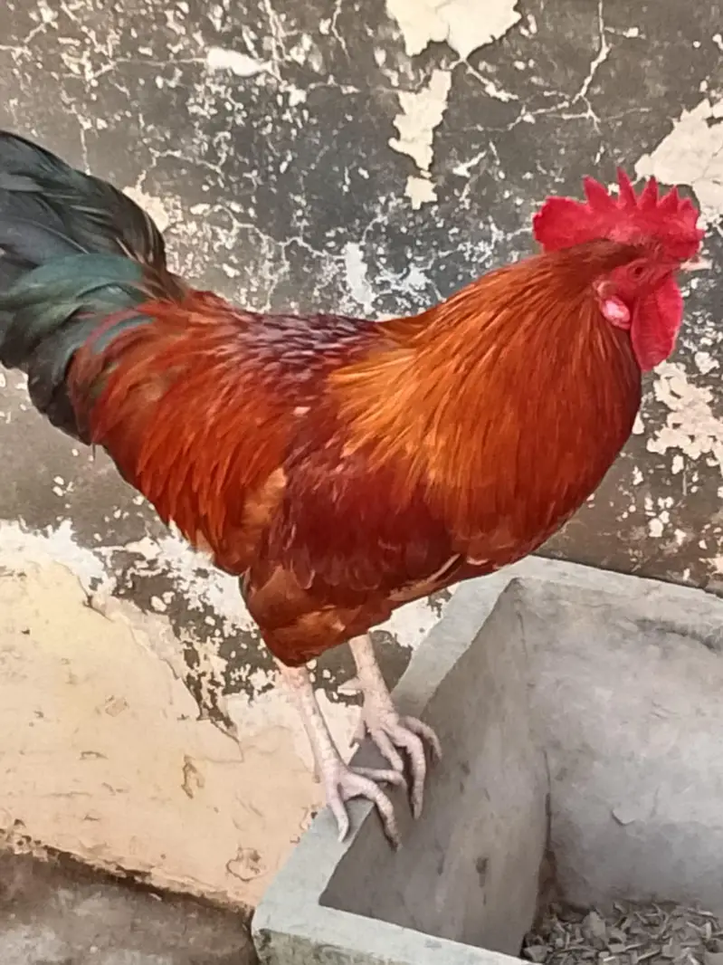 Golden murga for sale — photo 2