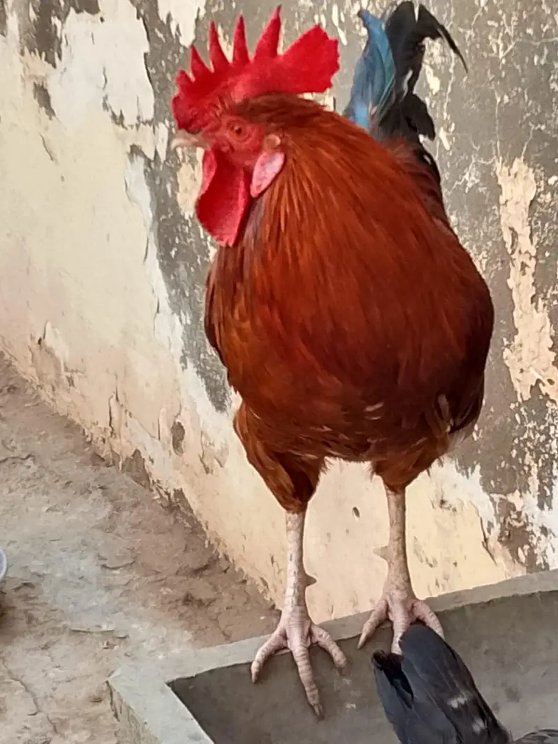 Golden murga for sale — photo 3