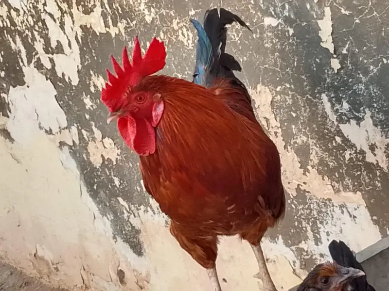 Golden murga for sale — photo 4