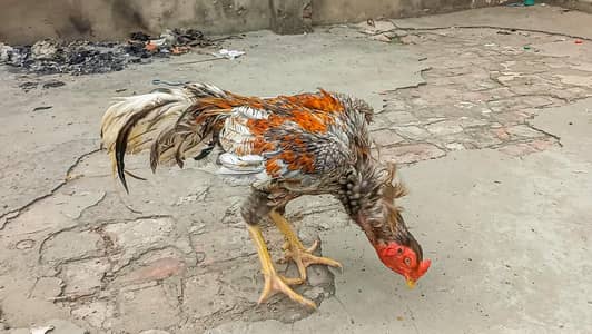 ASEEL SALETA | BREEDER | ASEEL MALE
