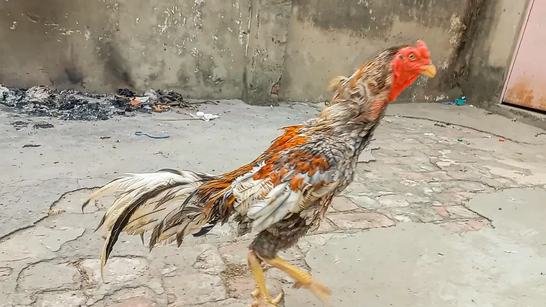 ASEEL SALETA | BREEDER | ASEEL MALE — photo 2