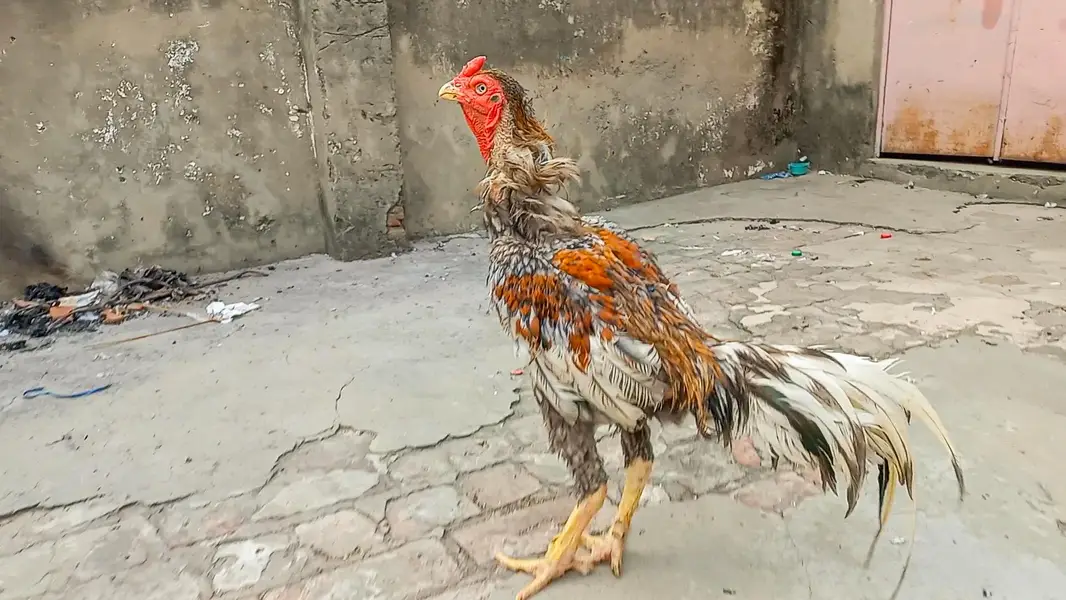 ASEEL SALETA | BREEDER | ASEEL MALE — photo 3