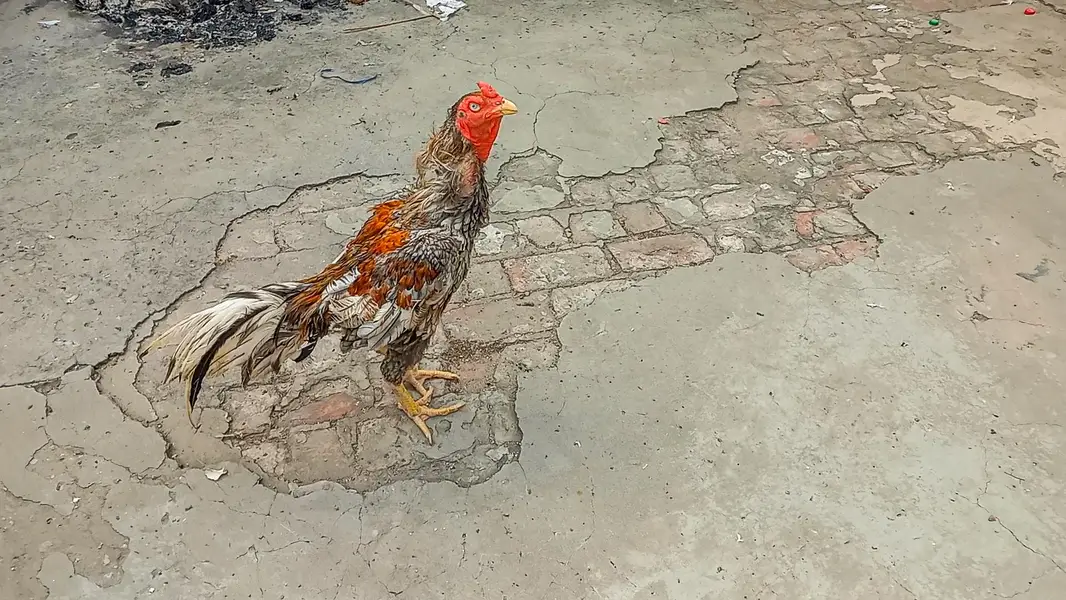 ASEEL SALETA | BREEDER | ASEEL MALE — photo 4