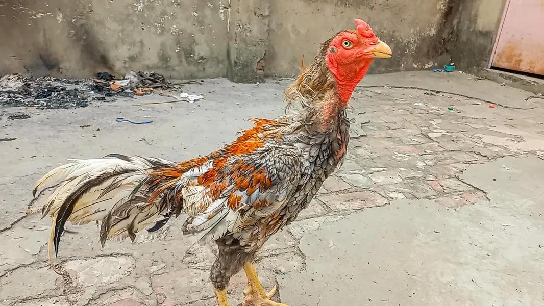 ASEEL SALETA | BREEDER | ASEEL MALE — photo 6
