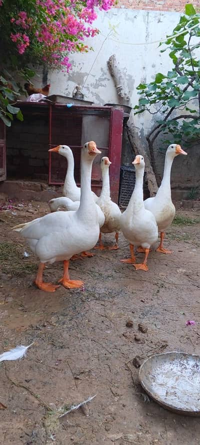 Bouth big size hy Ducks g00d  4 pixe