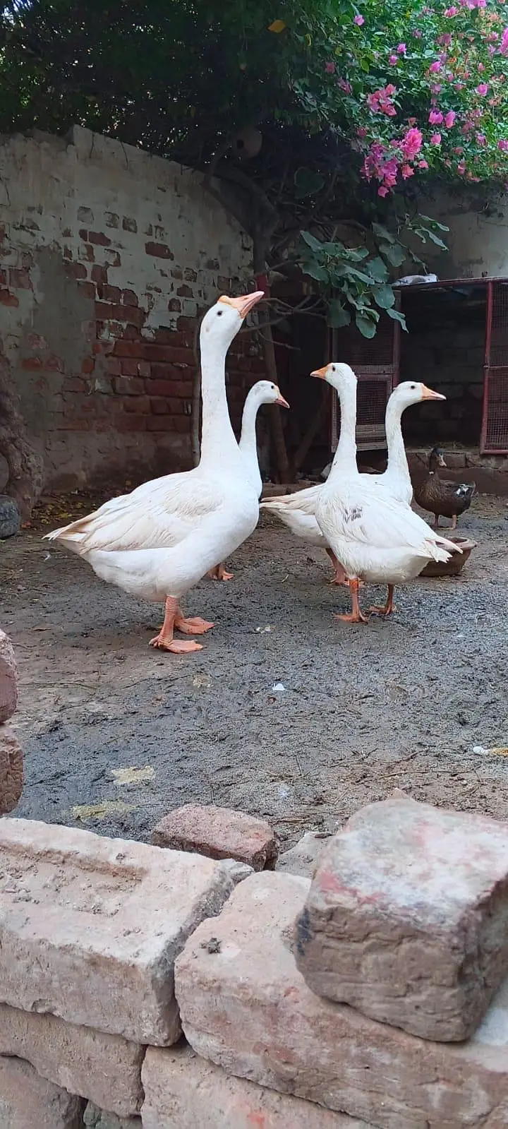 Bouth big size hy Ducks g00d  4 pixe — photo 2