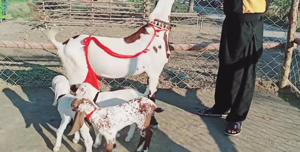 Desi Bakri 3 Bacchon Ka Sath Urgent for Sale - O328811O75O