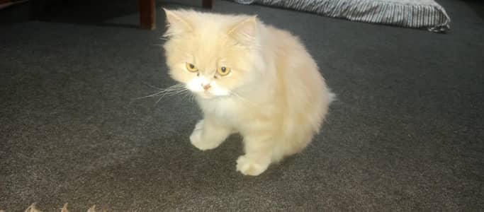 Persian Cat pair Extra long coated very friendly and playful