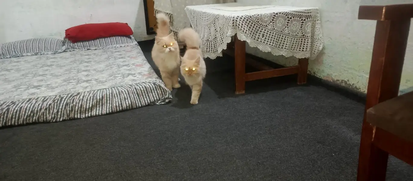 Persian Cat pair Extra long coated very friendly and playful — photo 2