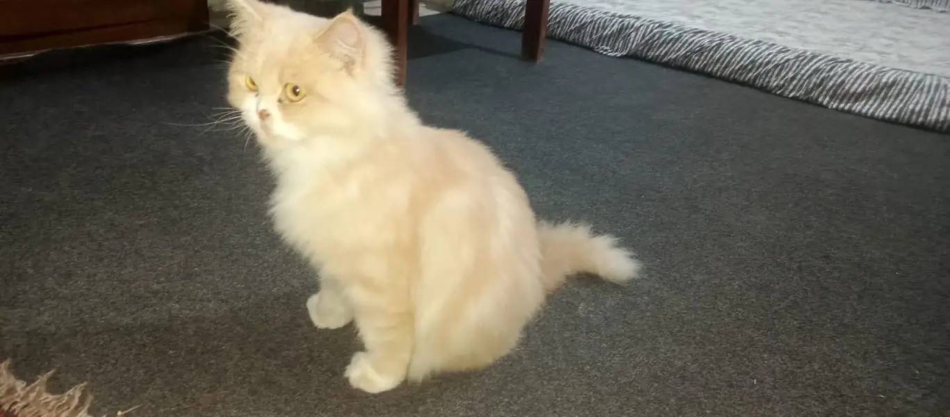 Persian Cat pair Extra long coated very friendly and playful — photo 3