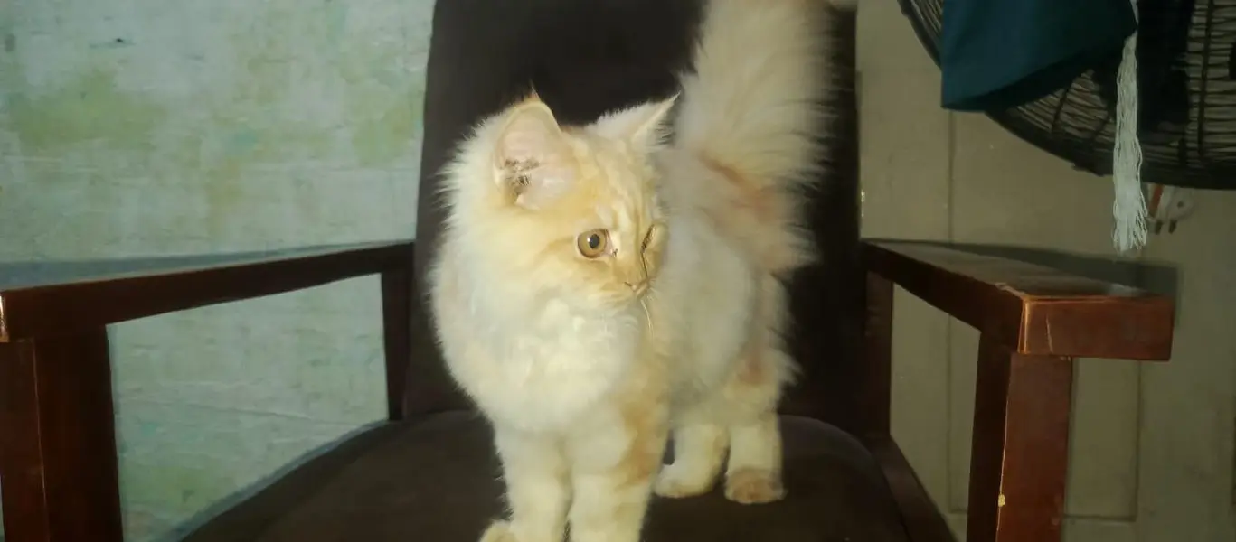 Persian Cat pair Extra long coated very friendly and playful — photo 4