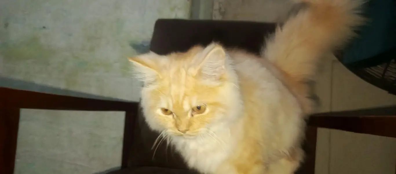 Persian Cat pair Extra long coated very friendly and playful — photo 5