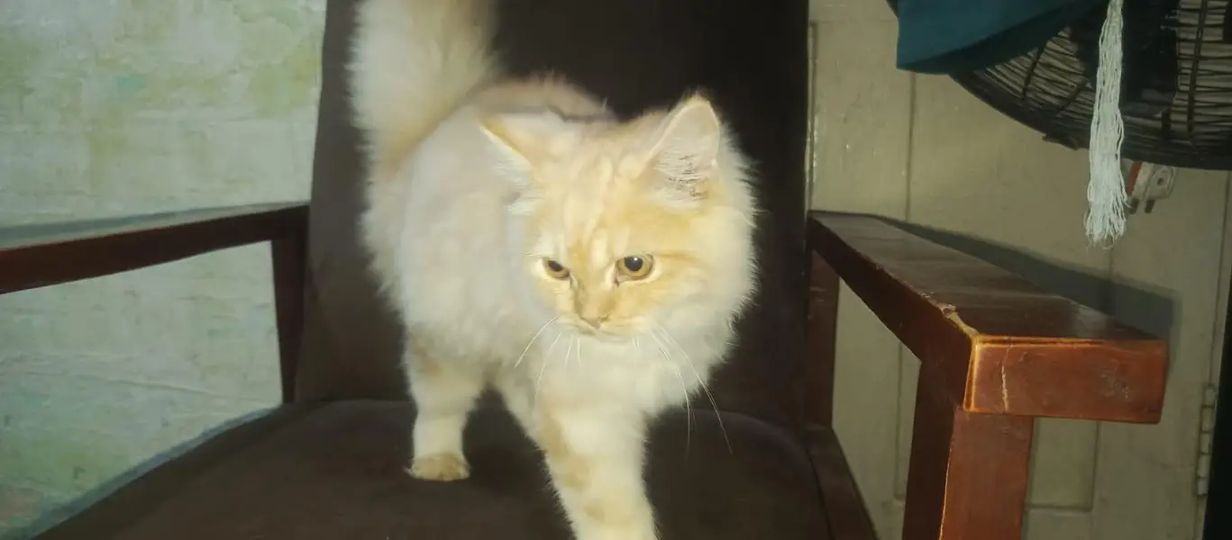 Persian Cat pair Extra long coated very friendly and playful — photo 6