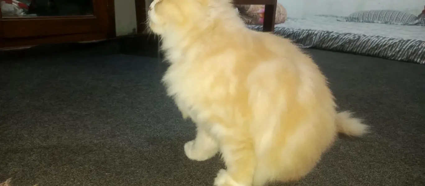 Persian Cat pair Extra long coated very friendly and playful — photo 7