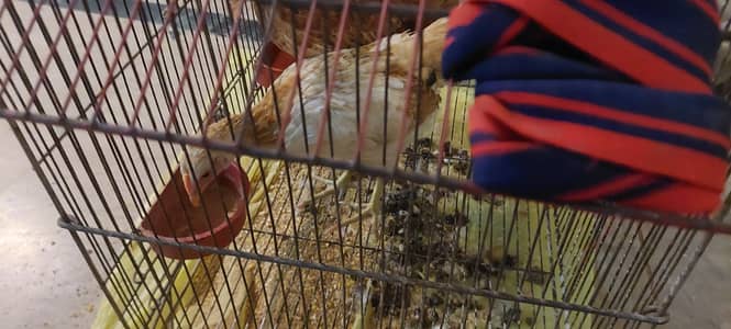 Chicks hens