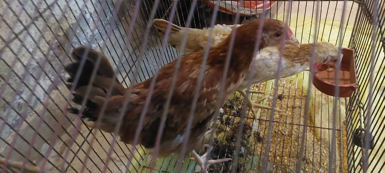 Chicks hens 1