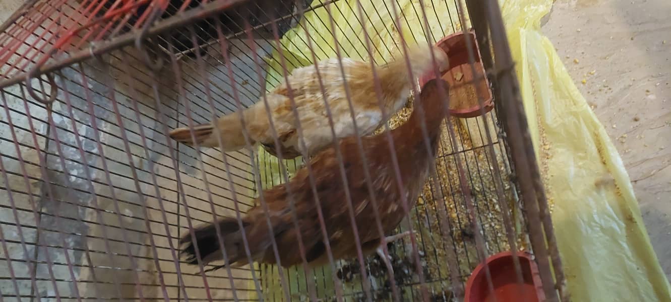 Chicks hens 2