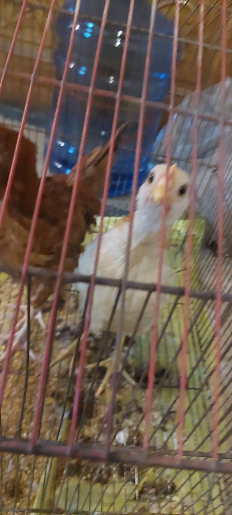 Chicks hens 3