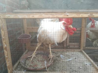 leghorn breed