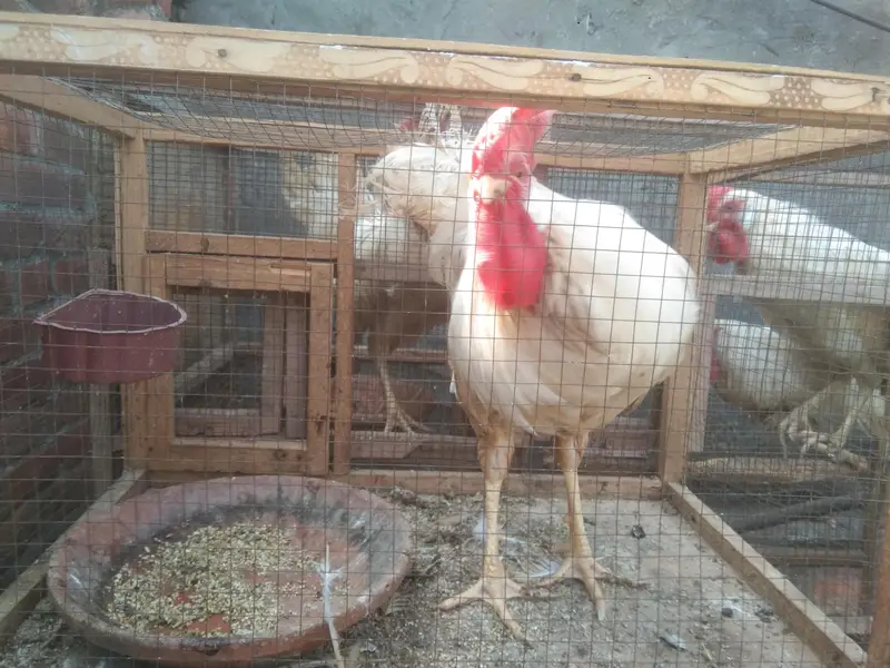 leghorn breed — photo 2