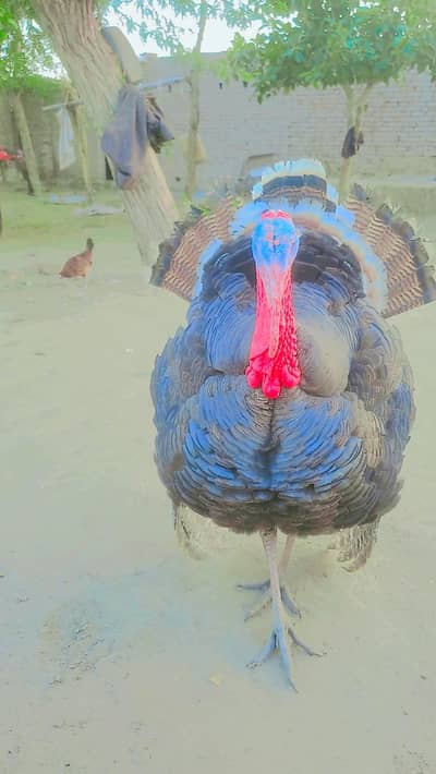 Turkey Piuro