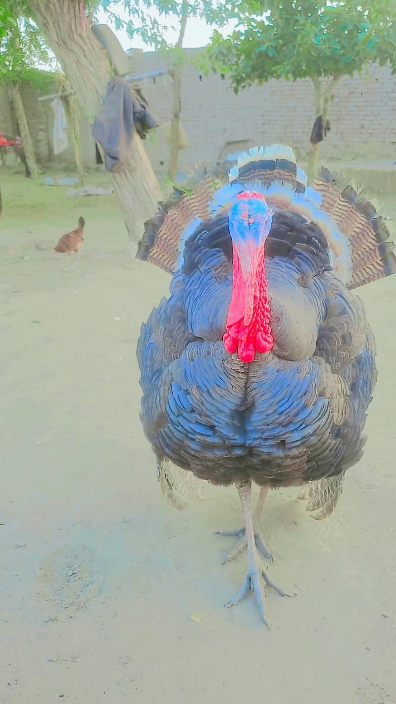 Turkey Piuro 0