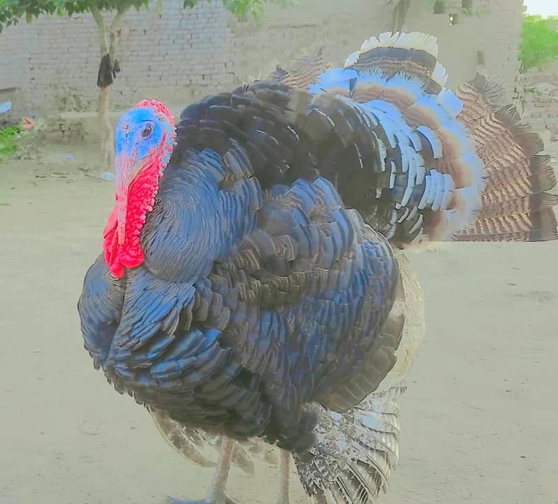 Turkey Piuro 1