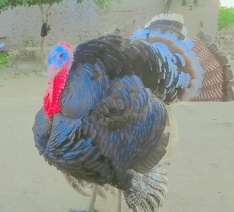 Turkey Piuro — photo 2