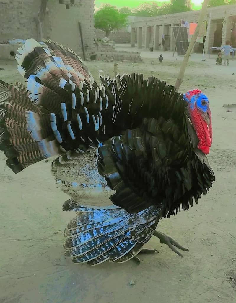 Turkey Piuro 2