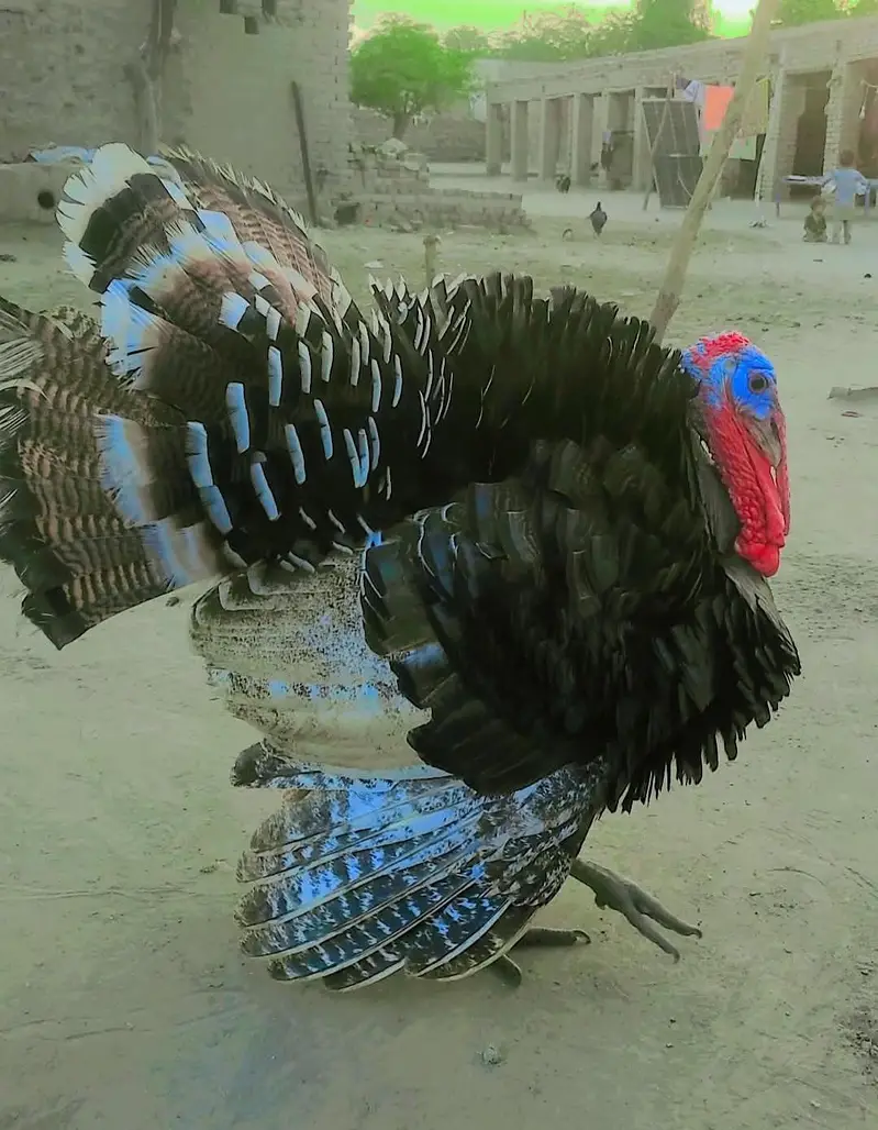 Turkey Piuro — photo 3