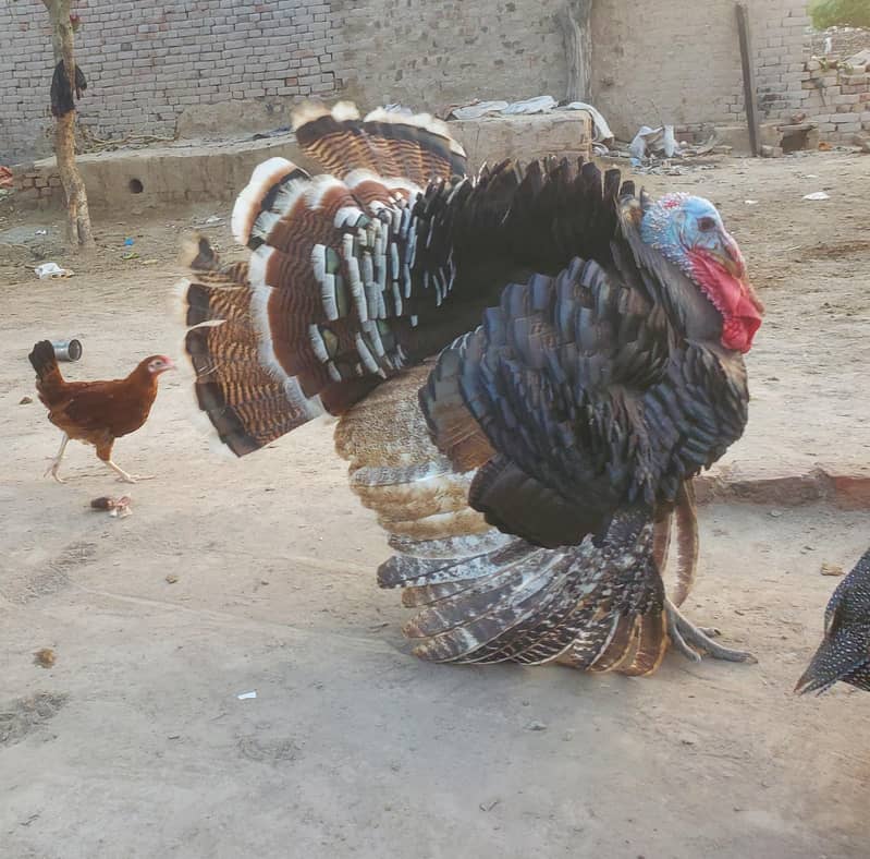 Turkey Piuro 3