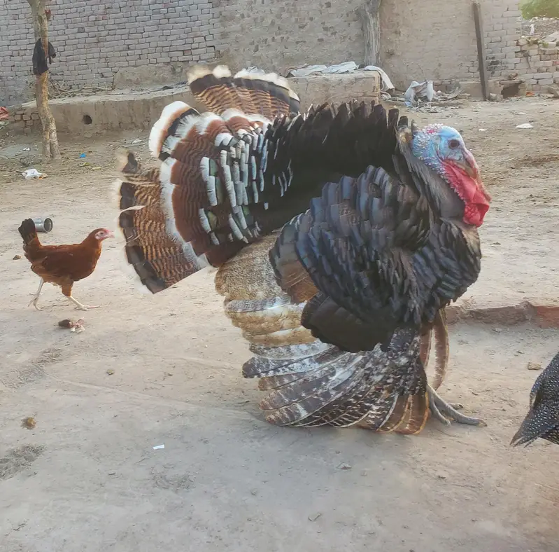Turkey Piuro — photo 4