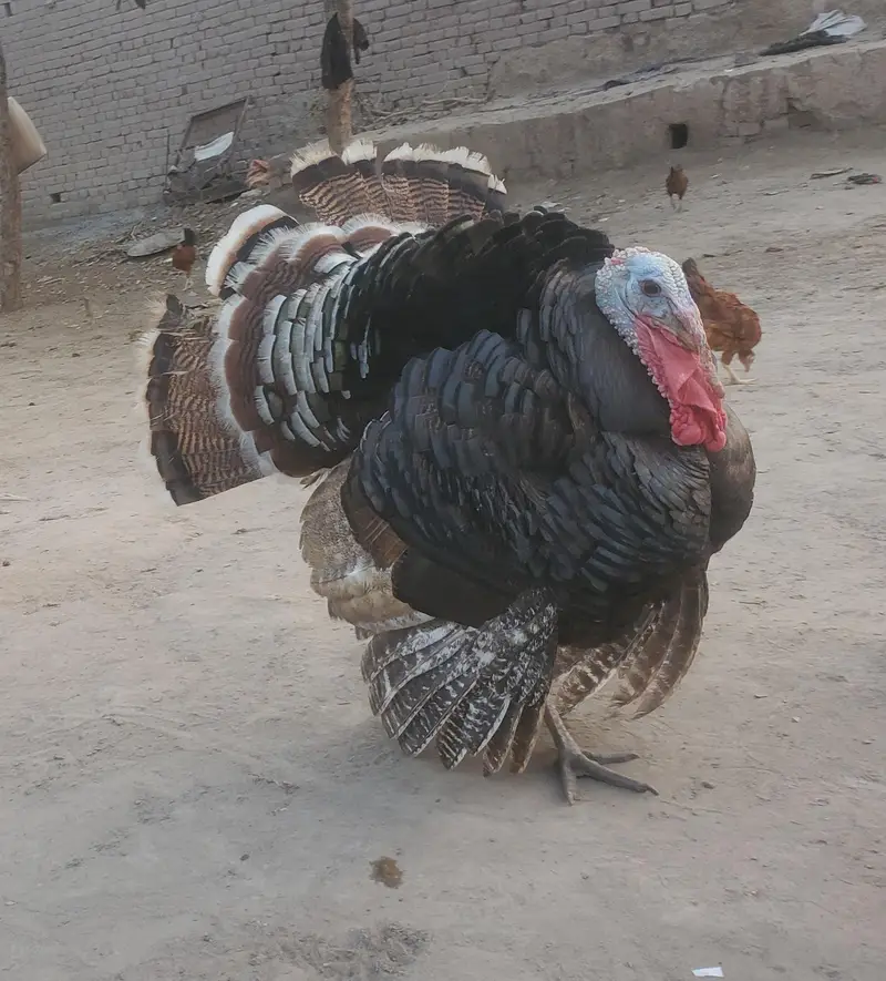 Turkey Piuro — photo 5