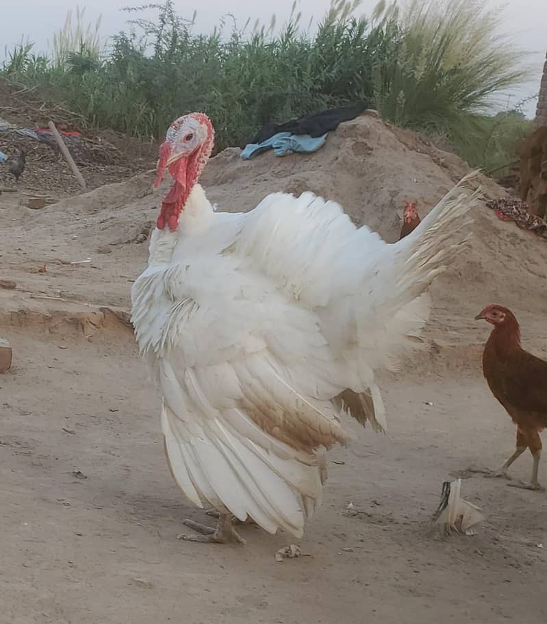 Turkey Piuro 5