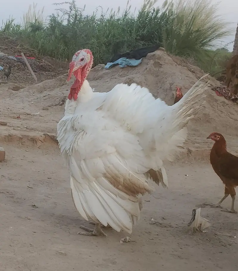 Turkey Piuro — photo 6