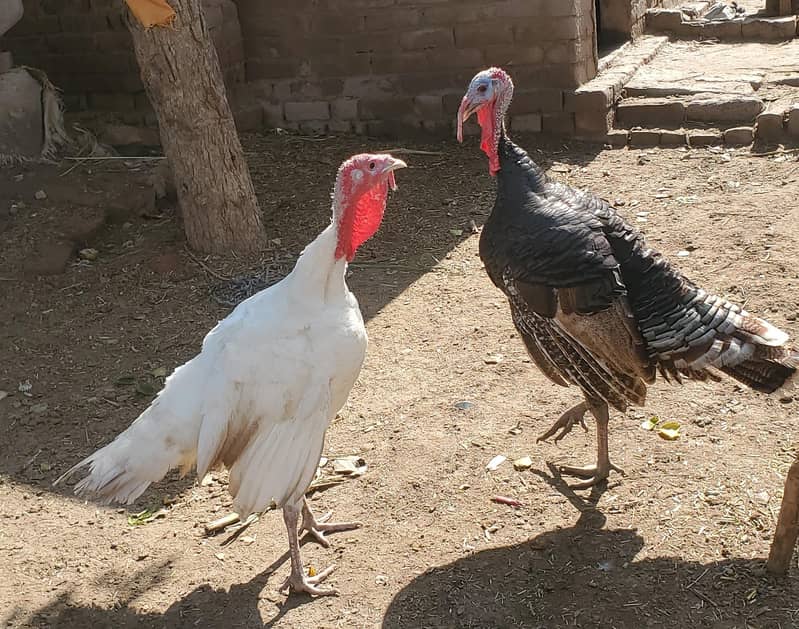 Turkey Piuro 6