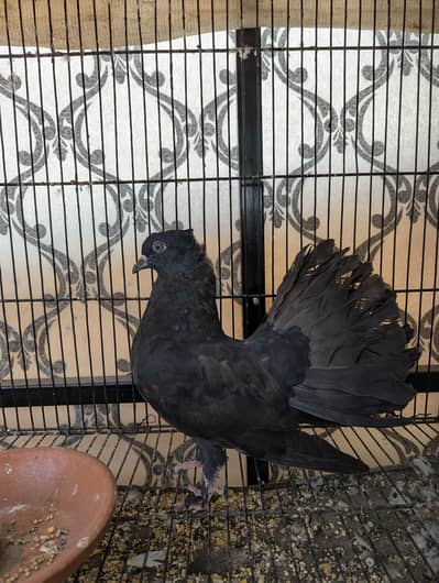 Indian Fantail Pigeon Kabootar