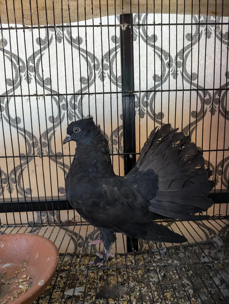 Indian Fantail Pigeon Kabootar — photo 2