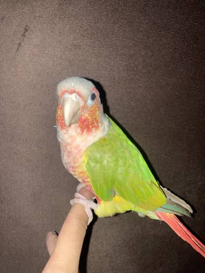 tame pineapple conure