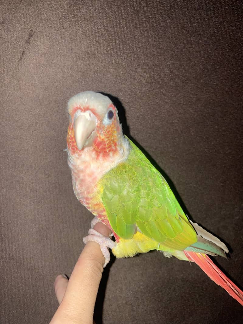 tame pineapple conure 0