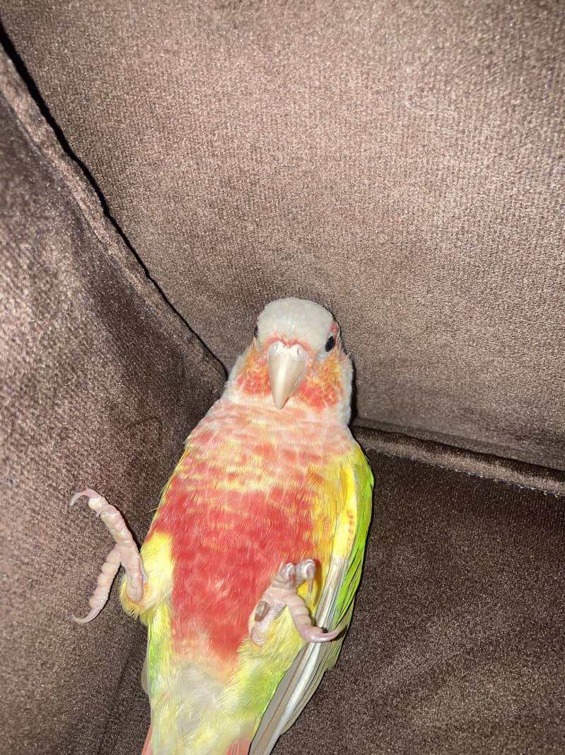 tame pineapple conure 2
