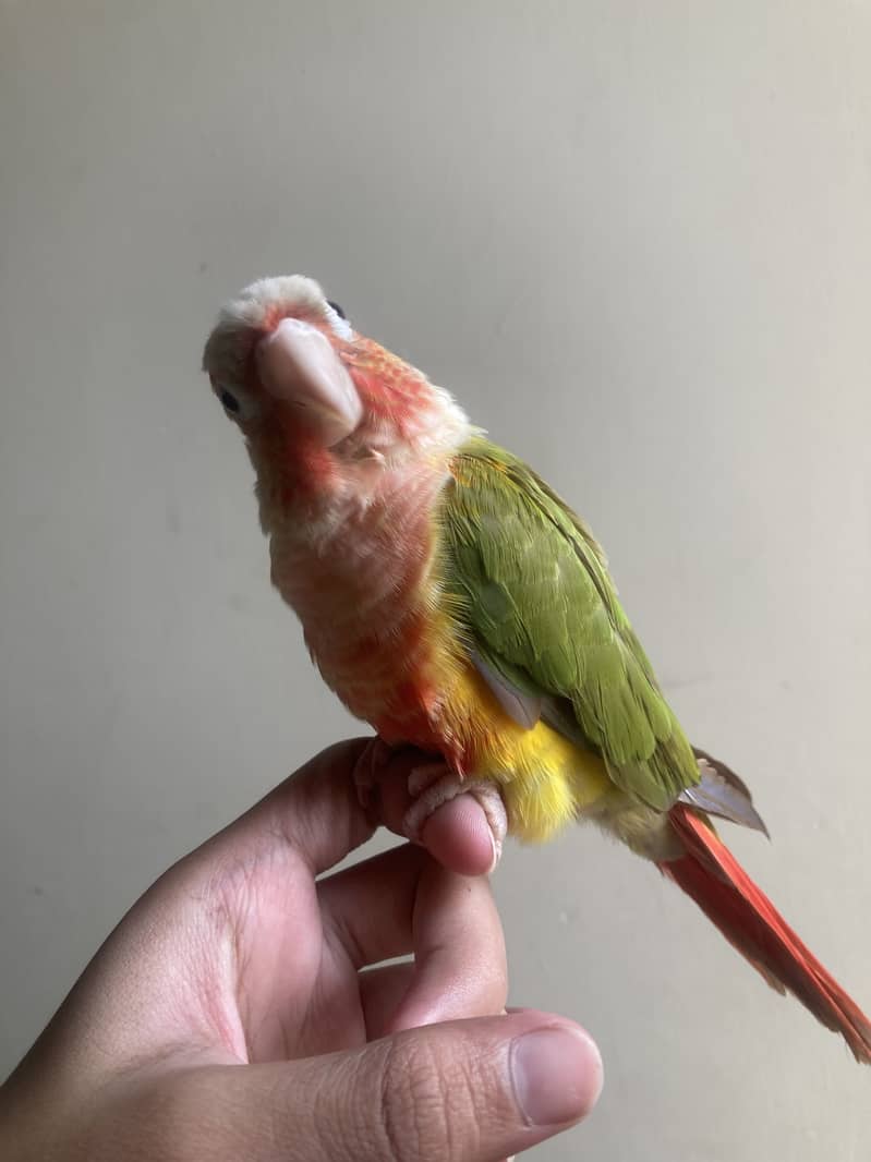 tame pineapple conure 3