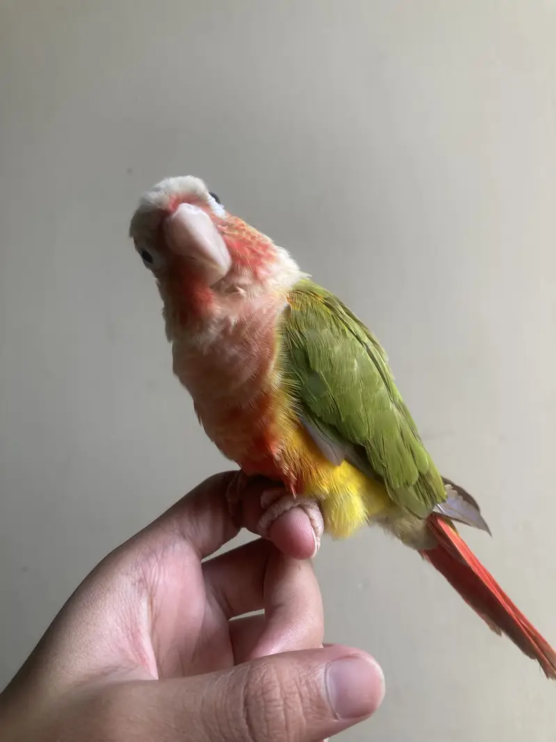 tame pineapple conure — photo 4
