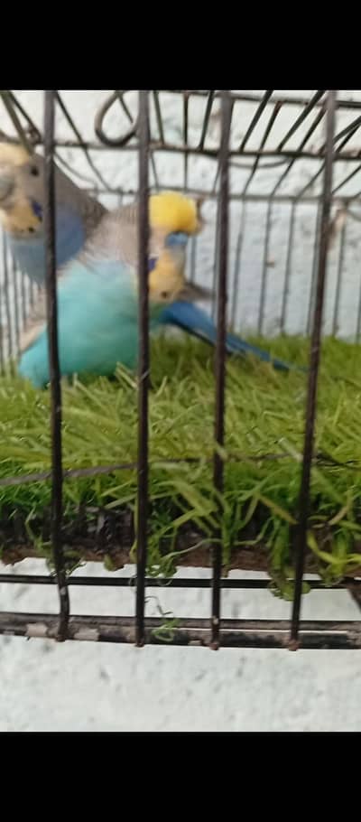 australian breeder pair urjent sale